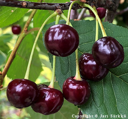 Prunus cerasus 'Chokoladnaja' (
